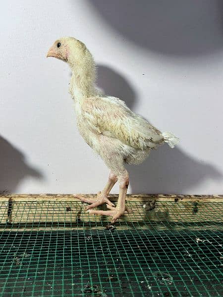 White King Size Shamo Chicks Available 9