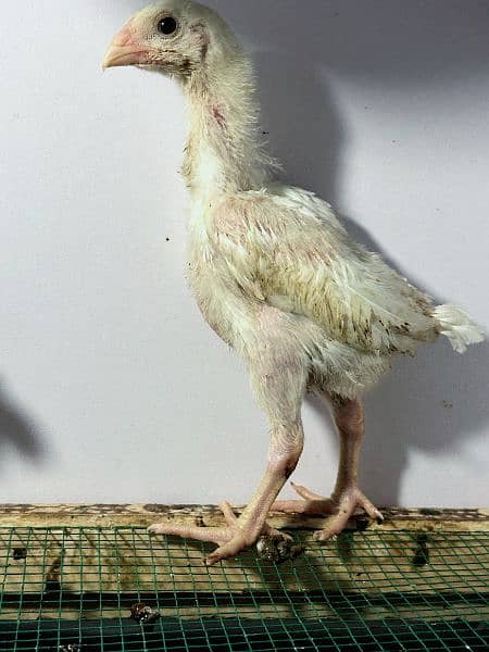 White King Size Shamo Chicks Available 10