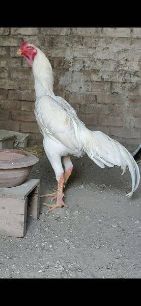 White King Size Shamo Chicks Available 11