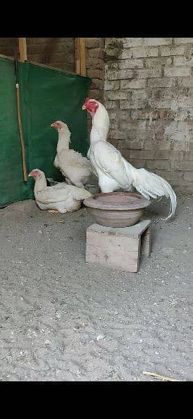 White King Size Shamo Chicks Available 12