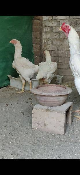 White King Size Shamo Chicks Available 13