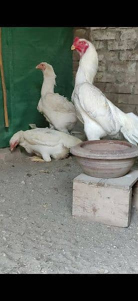 White King Size Shamo Chicks Available 14