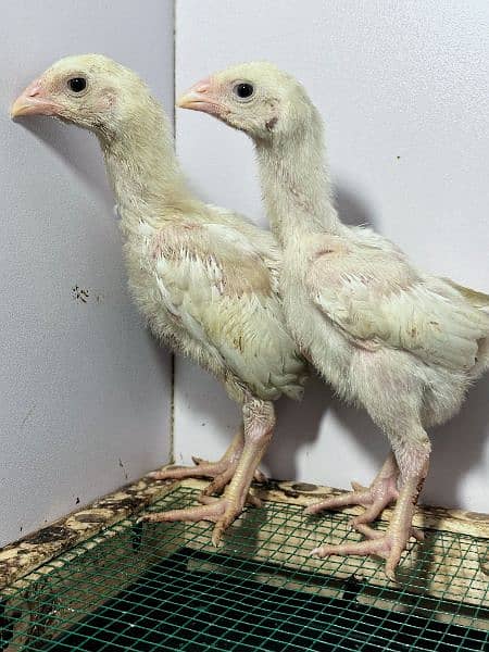 White King Size Shamo Chicks Available 15