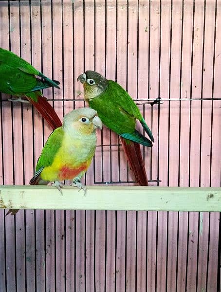 Sun conure / Green cheeked yellow sided conure DNA Tested 6