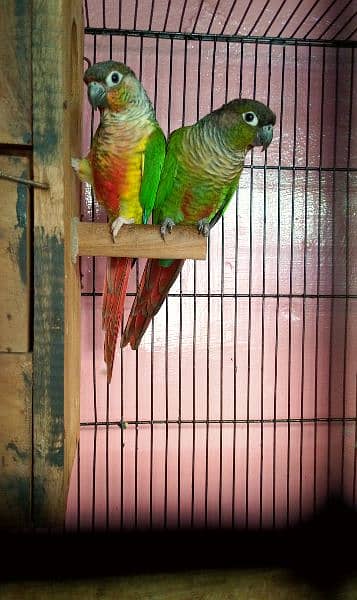 Sun conure / Green cheeked yellow sided conure DNA Tested 7