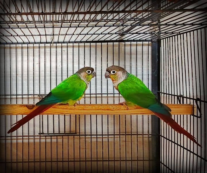 Sun conure / Green cheeked yellow sided conure DNA Tested 8