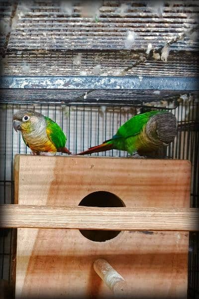 Sun conure / Green cheeked yellow sided conure DNA Tested 9