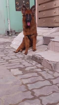 german shepherd bigbone Female pup available