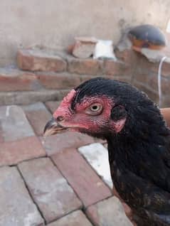 Aseel hen wattsap 03220467012
