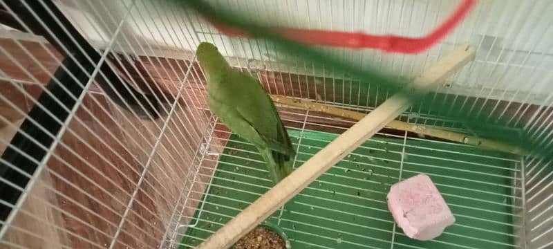 green parrot for sale 0