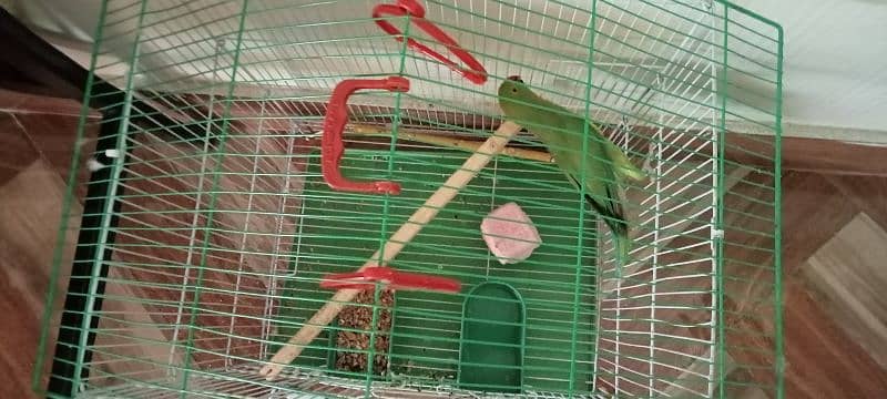 green parrot for sale 1