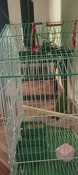 green parrot for sale 2