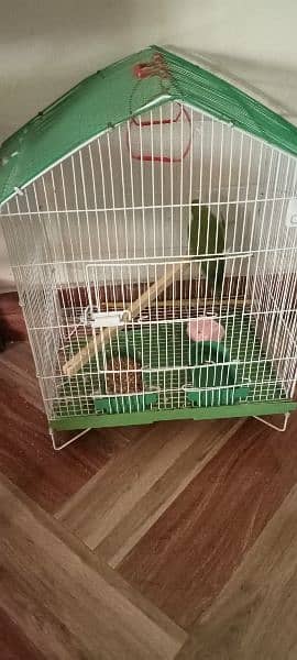 green parrot for sale 3