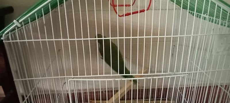 green parrot for sale 4