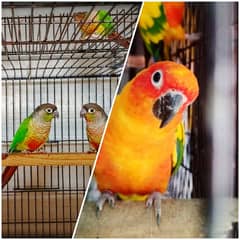 Sun conure / Green cheeked yellow sided conure DNA Tested