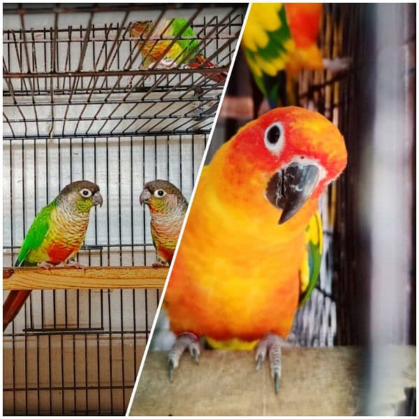 Sun conure / Green cheeked yellow sided conure DNA Tested 0