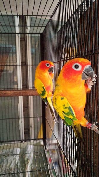 Sun conure / Green cheeked yellow sided conure DNA Tested 4