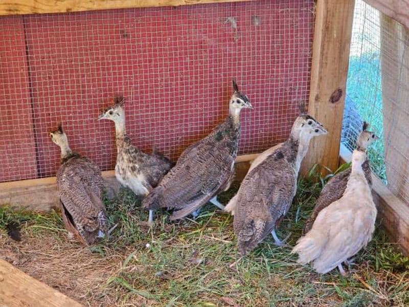 peacock chicks 3 to 6 months delivery possible 5