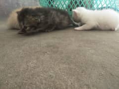 Persian kittens For New Home