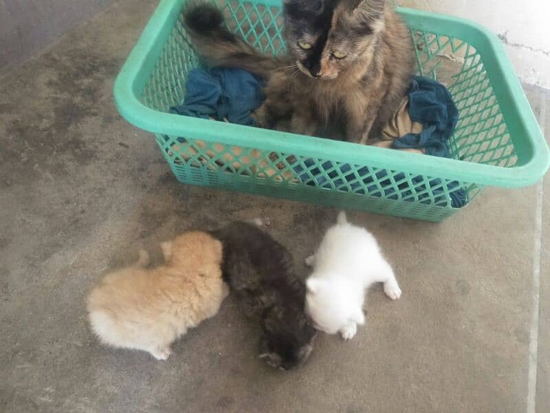 Persian kittens For New Home 1