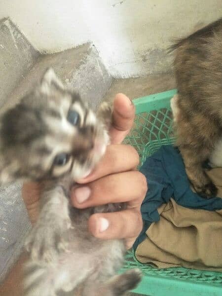 Persian kittens For New Home 3