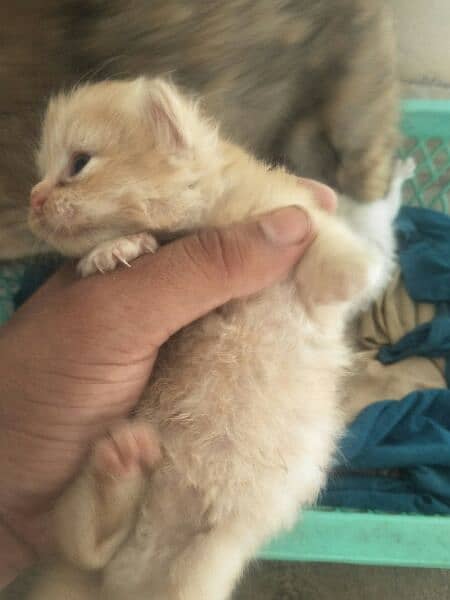 Persian kittens For New Home 4