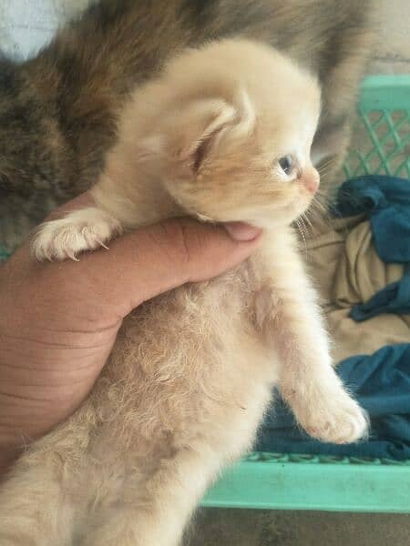 Persian kittens For New Home 5