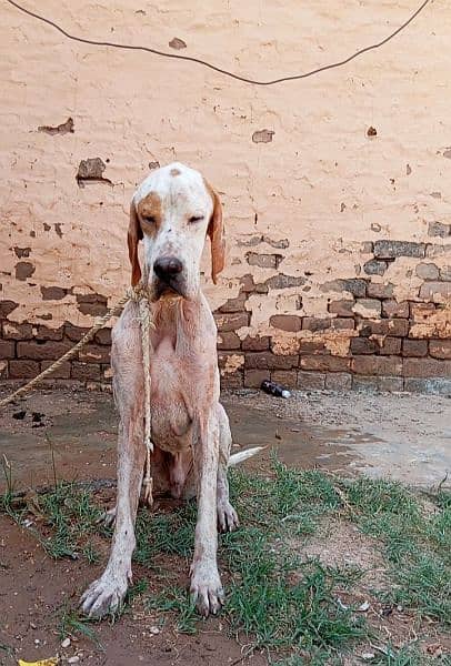 English Pointer male 0