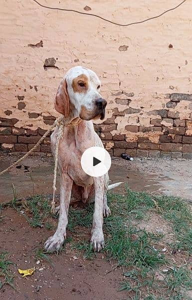 English Pointer male 1