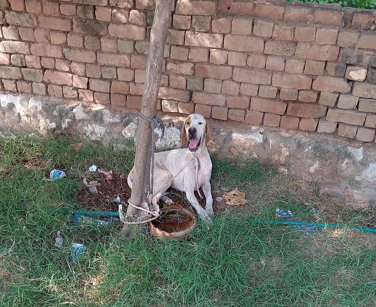 English Pointer male 2