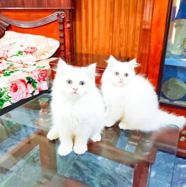 Urgent Sale extreme quality pure Persian triple coated kittens 0