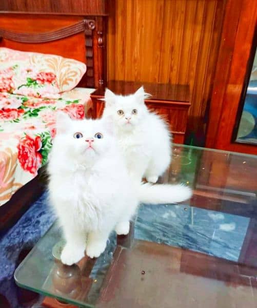 Urgent Sale extreme quality pure Persian triple coated kittens 1