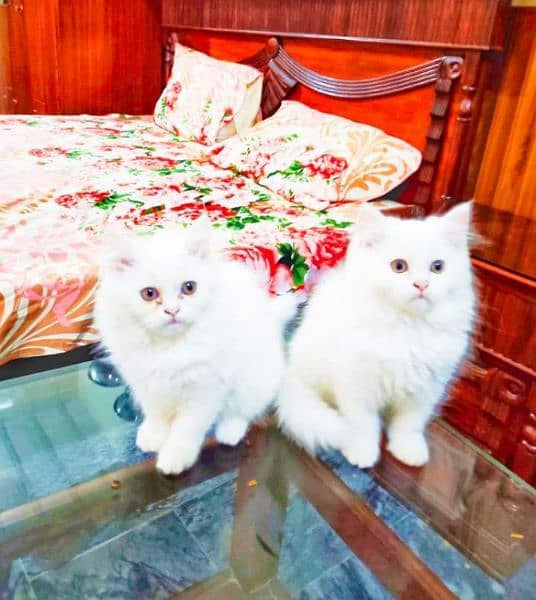 Urgent Sale extreme quality pure Persian triple coated kittens 2