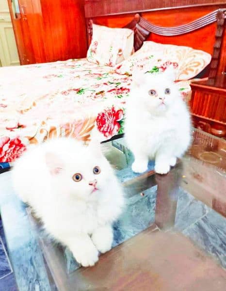 Urgent Sale extreme quality pure Persian triple coated kittens 3