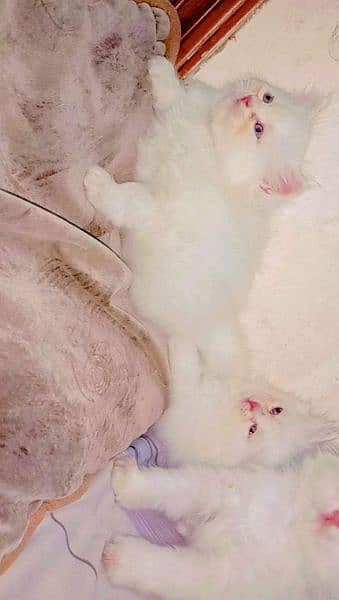 Urgent Sale extreme quality pure Persian triple coated kittens 4