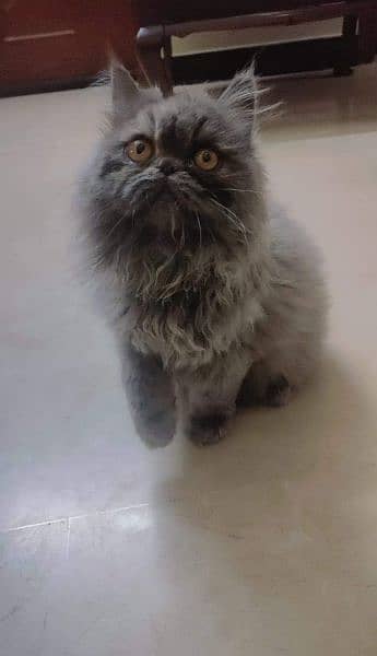 Urgent Sale extreme quality pure Persian triple coated kittens 6