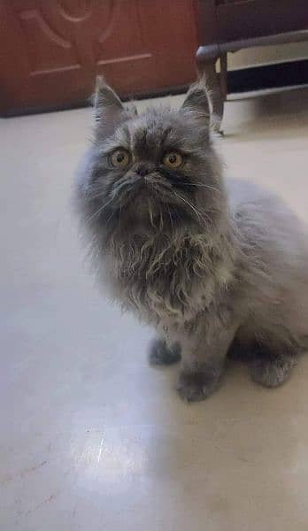 Urgent Sale extreme quality pure Persian triple coated kittens 7