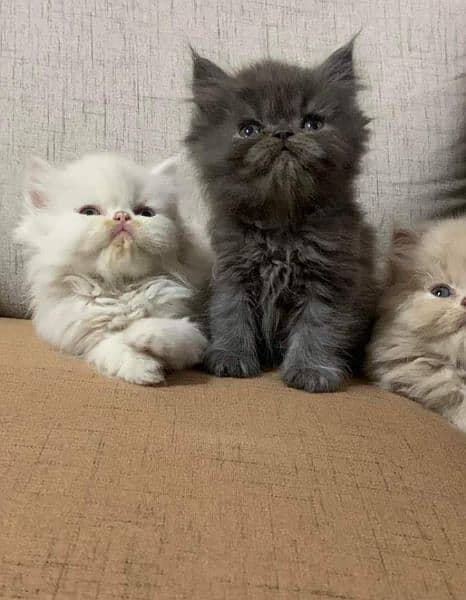 Urgent Sale extreme quality pure Persian triple coated kittens 8