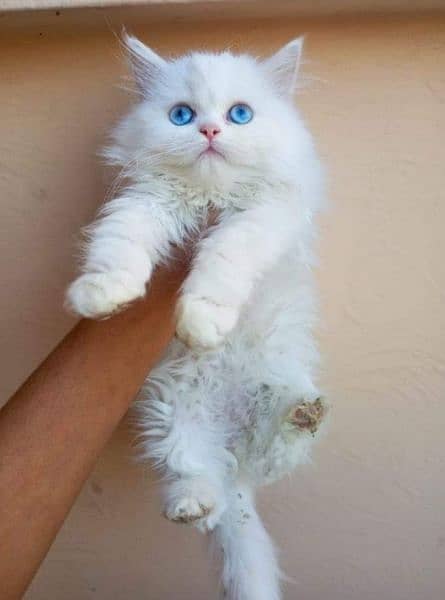 Urgent Sale extreme quality pure Persian triple coated kittens 9