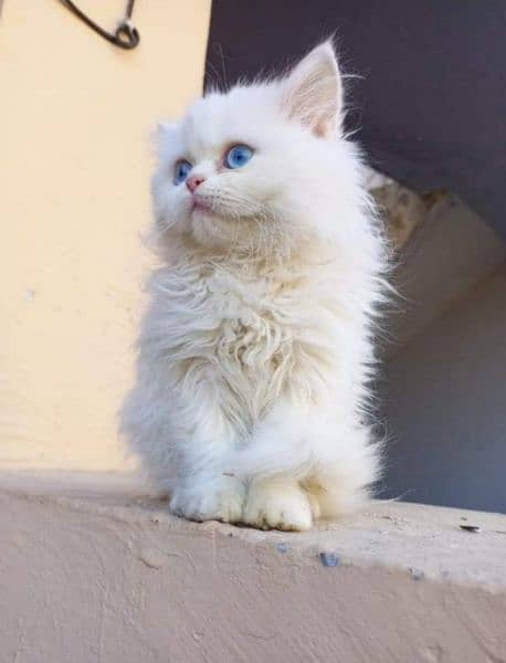 Urgent Sale extreme quality pure Persian triple coated kittens 10