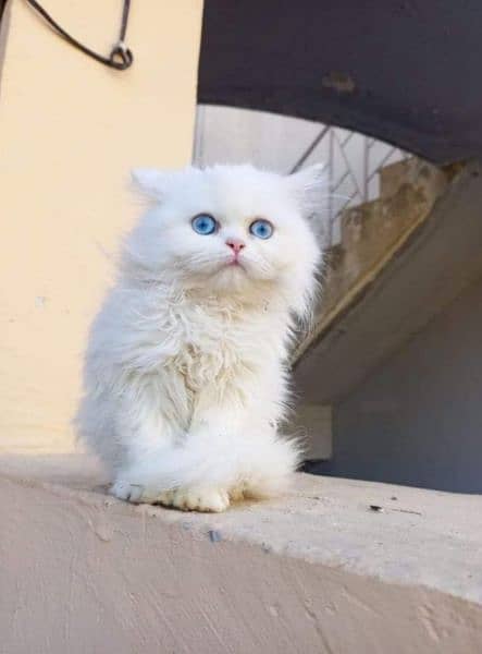 Urgent Sale extreme quality pure Persian triple coated kittens 11