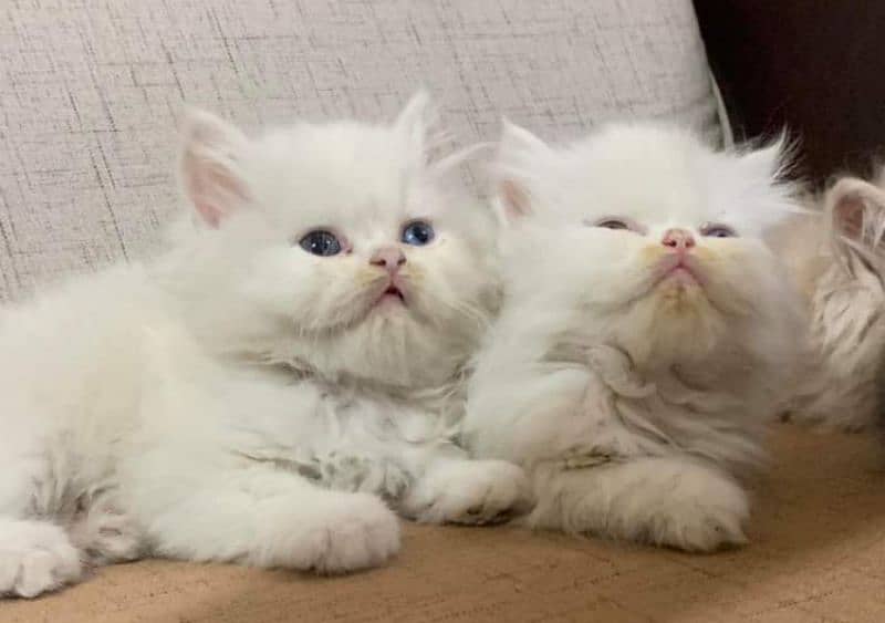 Urgent Sale extreme quality pure Persian triple coated kittens 12