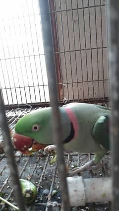 raw / alexanderian parrot pair for sale with cage and box