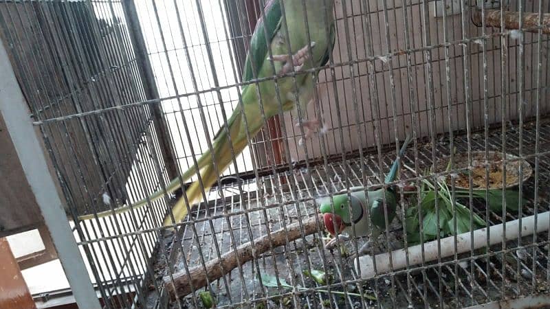 raw / alexanderian parrot pair for sale with cage and box 1