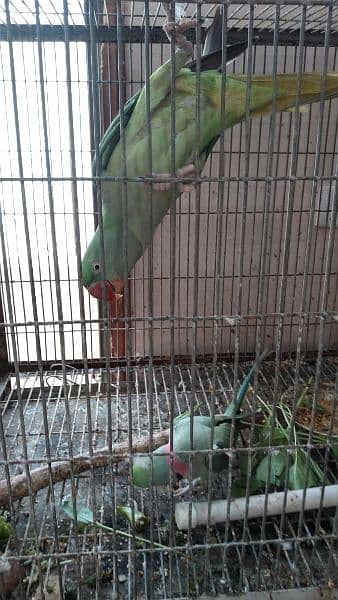 raw / alexanderian parrot pair for sale with cage and box 2