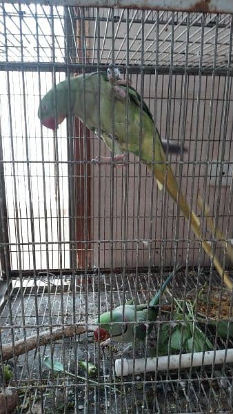 raw / alexanderian parrot pair for sale with cage and box 3