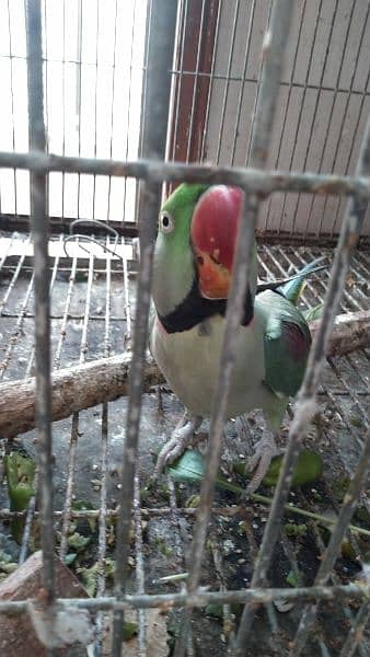 raw / alexanderian parrot pair for sale with cage and box 4