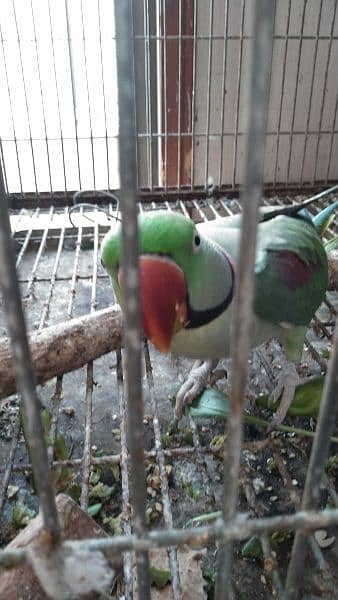 raw / alexanderian parrot pair for sale with cage and box 5