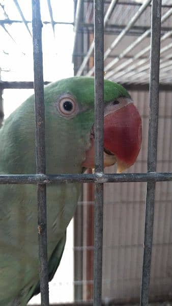 raw / alexanderian parrot pair for sale with cage and box 6