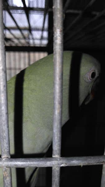 raw / alexanderian parrot pair for sale with cage and box 7